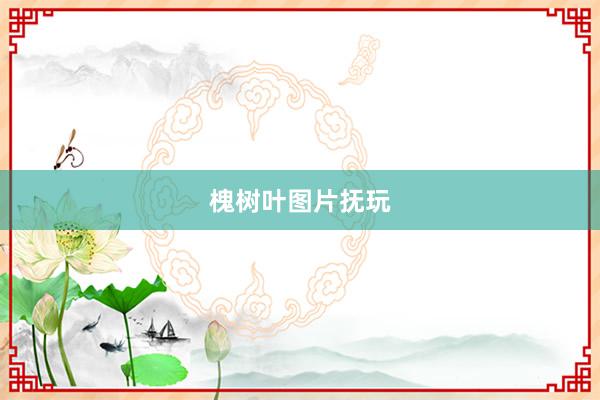 槐树叶图片抚玩